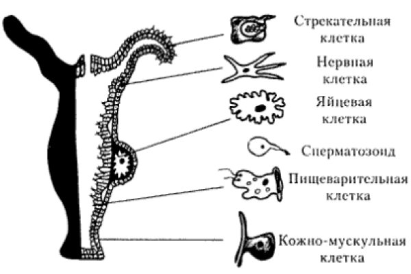 Прямая ссылка на кракен